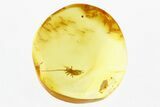Detailed Fossil Cricket (Gryllidae) In Baltic Amber #292391-1